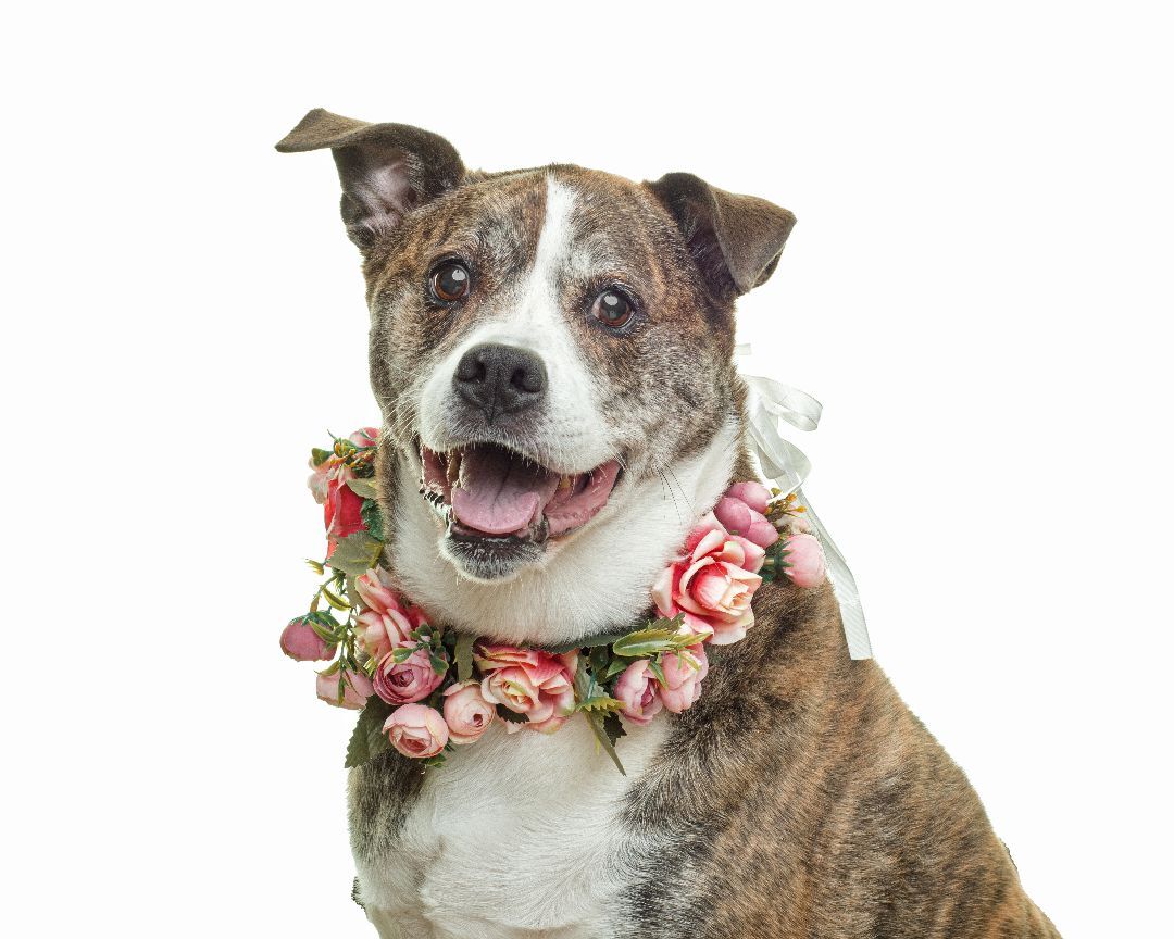 Maya, an adoptable American Staffordshire Terrier, Labrador Retriever in Hamilton, NJ, 08690 | Photo Image 2