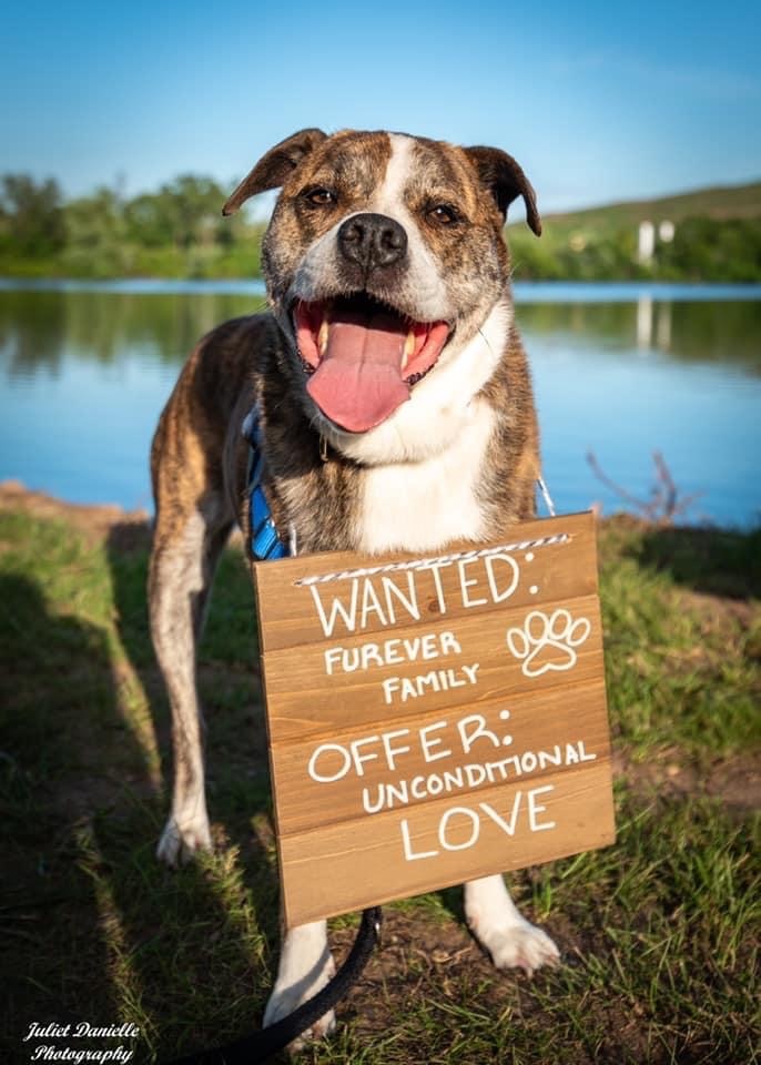 Maya, an adoptable American Staffordshire Terrier, Labrador Retriever in Hamilton, NJ, 08690 | Photo Image 3