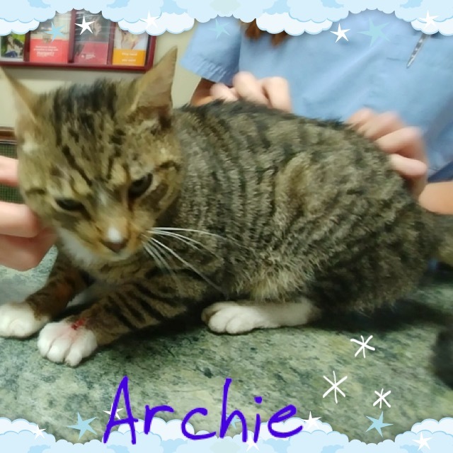 Archie 3