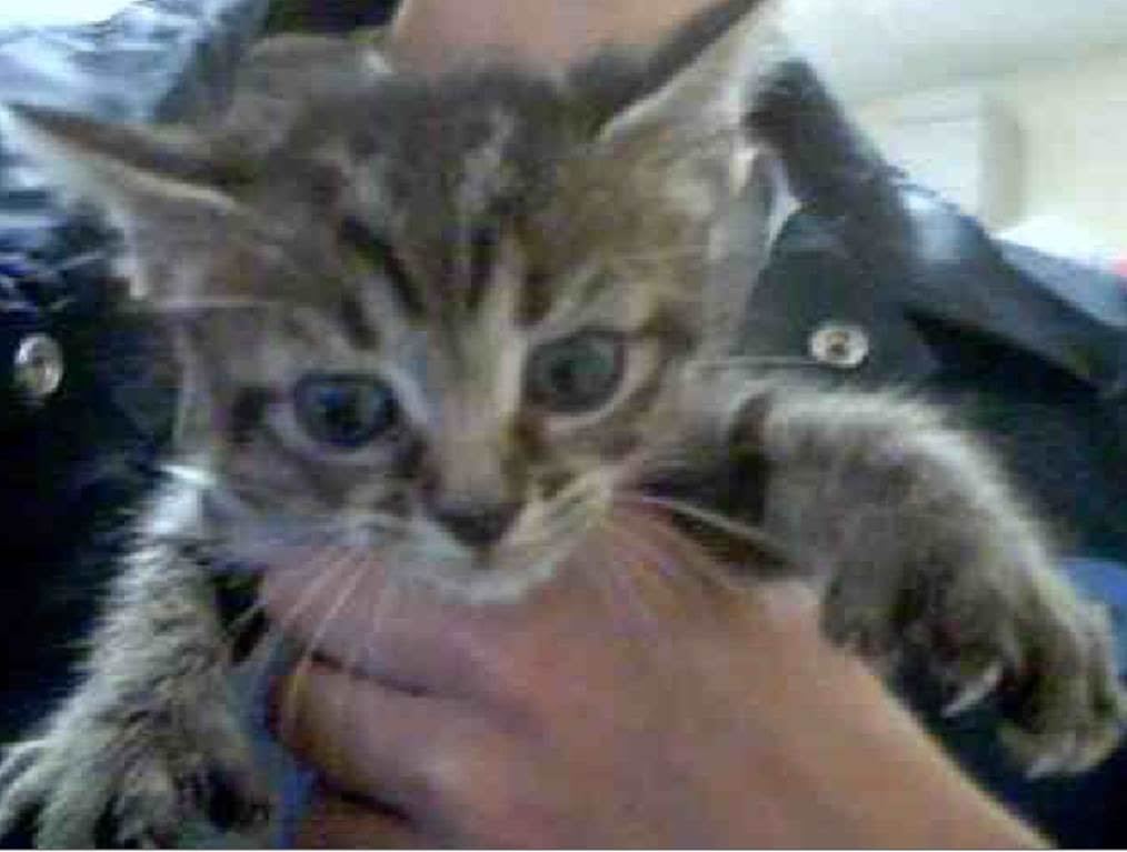 Pusheen, an adoptable American Shorthair, Extra-Toes Cat / Hemingway Polydactyl in Davie, FL, 33325 | Photo Image 5