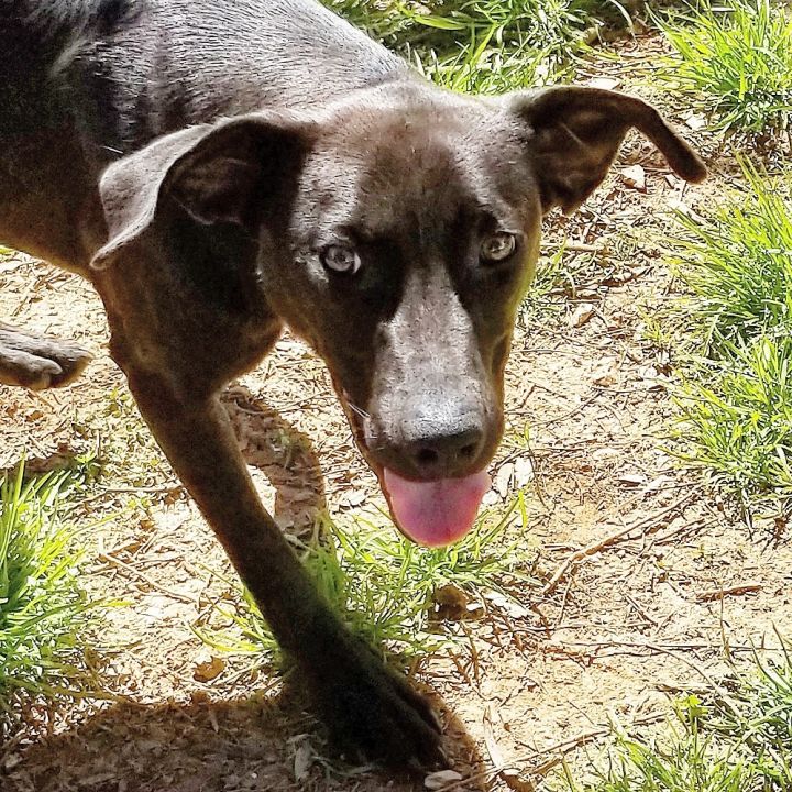 Hound store weimaraner mix