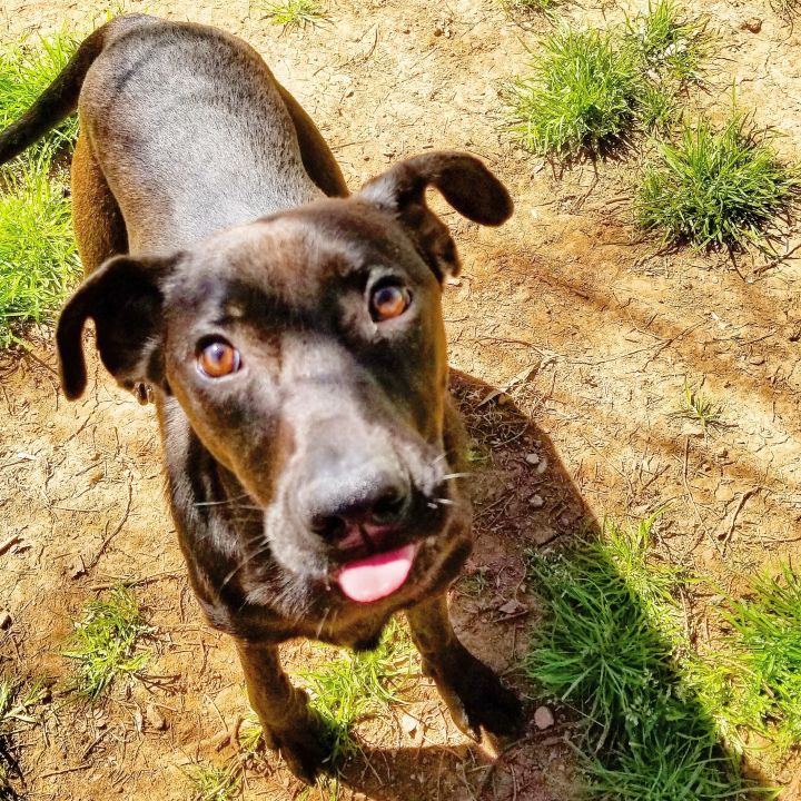 Weimaraner store hound mix