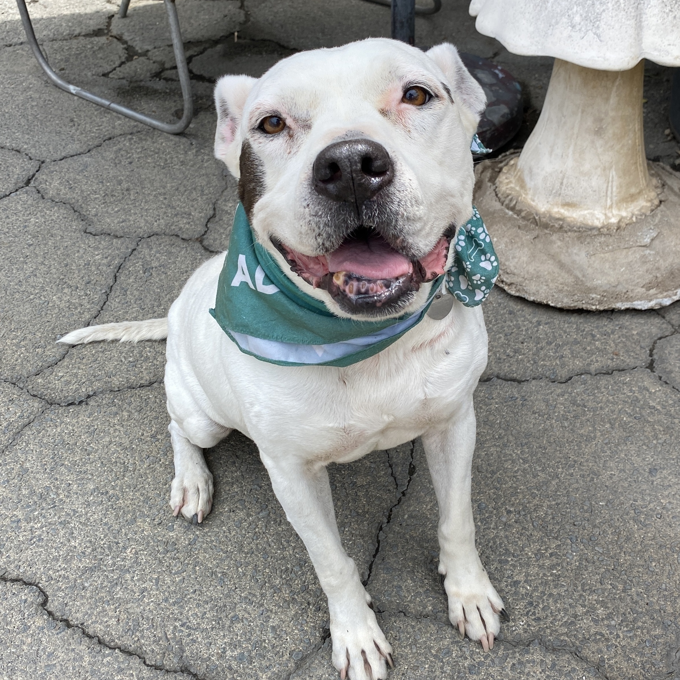 LAILA - SUPER SENIOR, an adoptable American Staffordshire Terrier, Pit Bull Terrier in Pasadena, CA, 91109 | Photo Image 1