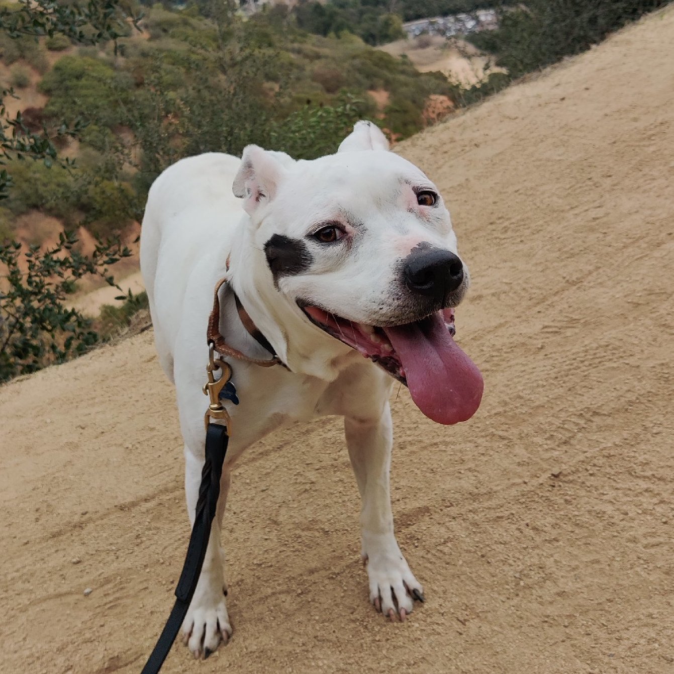 LAILA - SUPER SENIOR, an adoptable American Staffordshire Terrier, Pit Bull Terrier in Pasadena, CA, 91109 | Photo Image 2