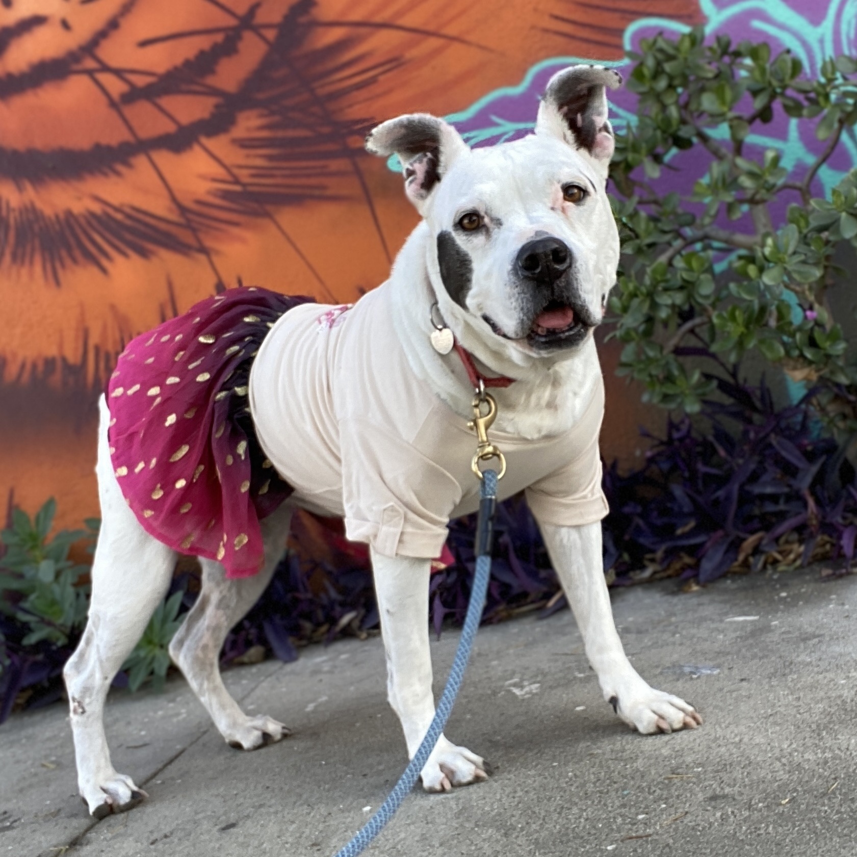 LAILA - SUPER SENIOR, an adoptable American Staffordshire Terrier, Pit Bull Terrier in Pasadena, CA, 91109 | Photo Image 3