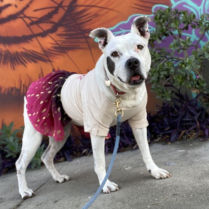 Amstaff dog outlet clothes