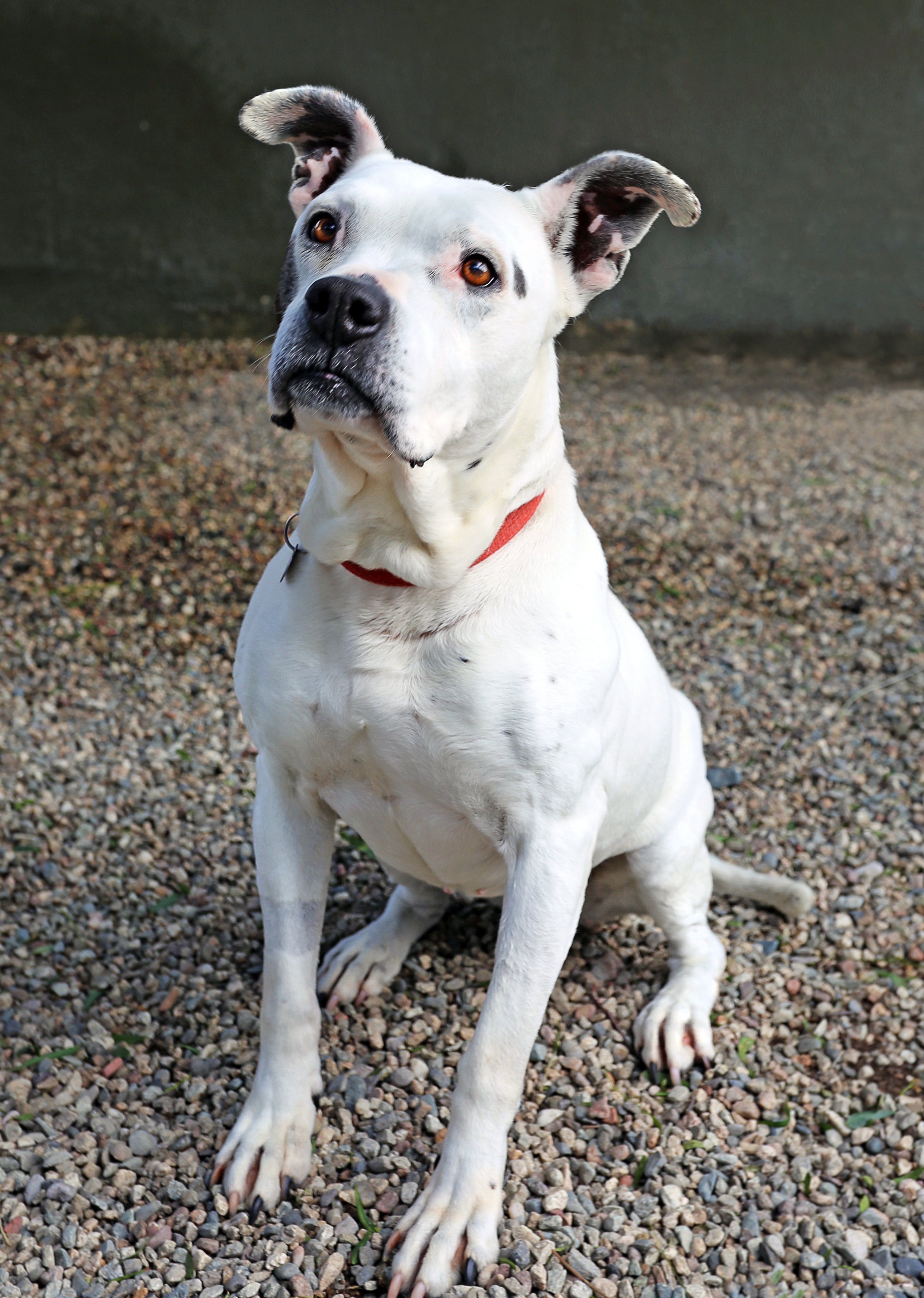 LAILA - SUPER SENIOR, an adoptable American Staffordshire Terrier, Pit Bull Terrier in Pasadena, CA, 91109 | Photo Image 4