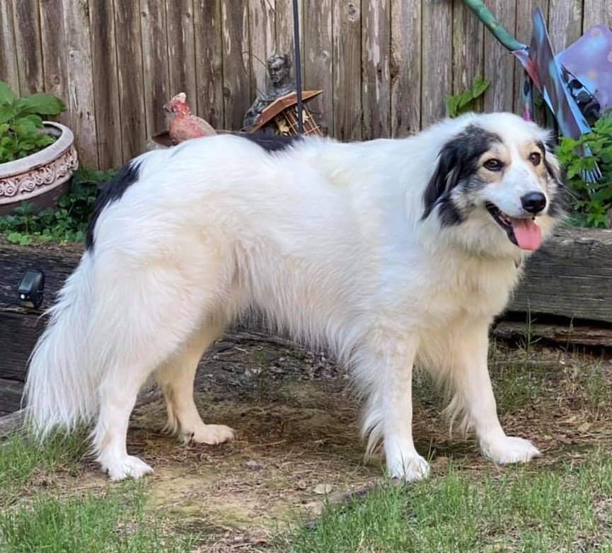 Bandit, an adoptable Border Collie, Great Pyrenees in Whitewright, TX, 75491 | Photo Image 1