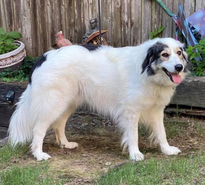 Great pyrenees mixed with border sale collie