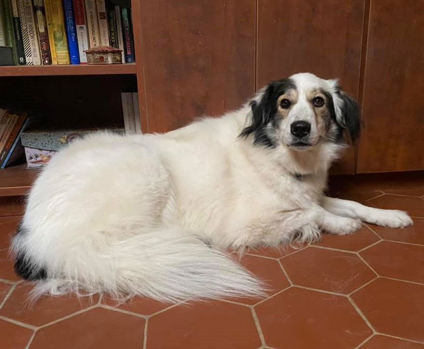 Bandit, an adoptable Border Collie, Great Pyrenees in Whitewright, TX, 75491 | Photo Image 2