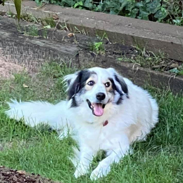 Bandit, an adoptable Border Collie, Great Pyrenees in Whitewright, TX, 75491 | Photo Image 3