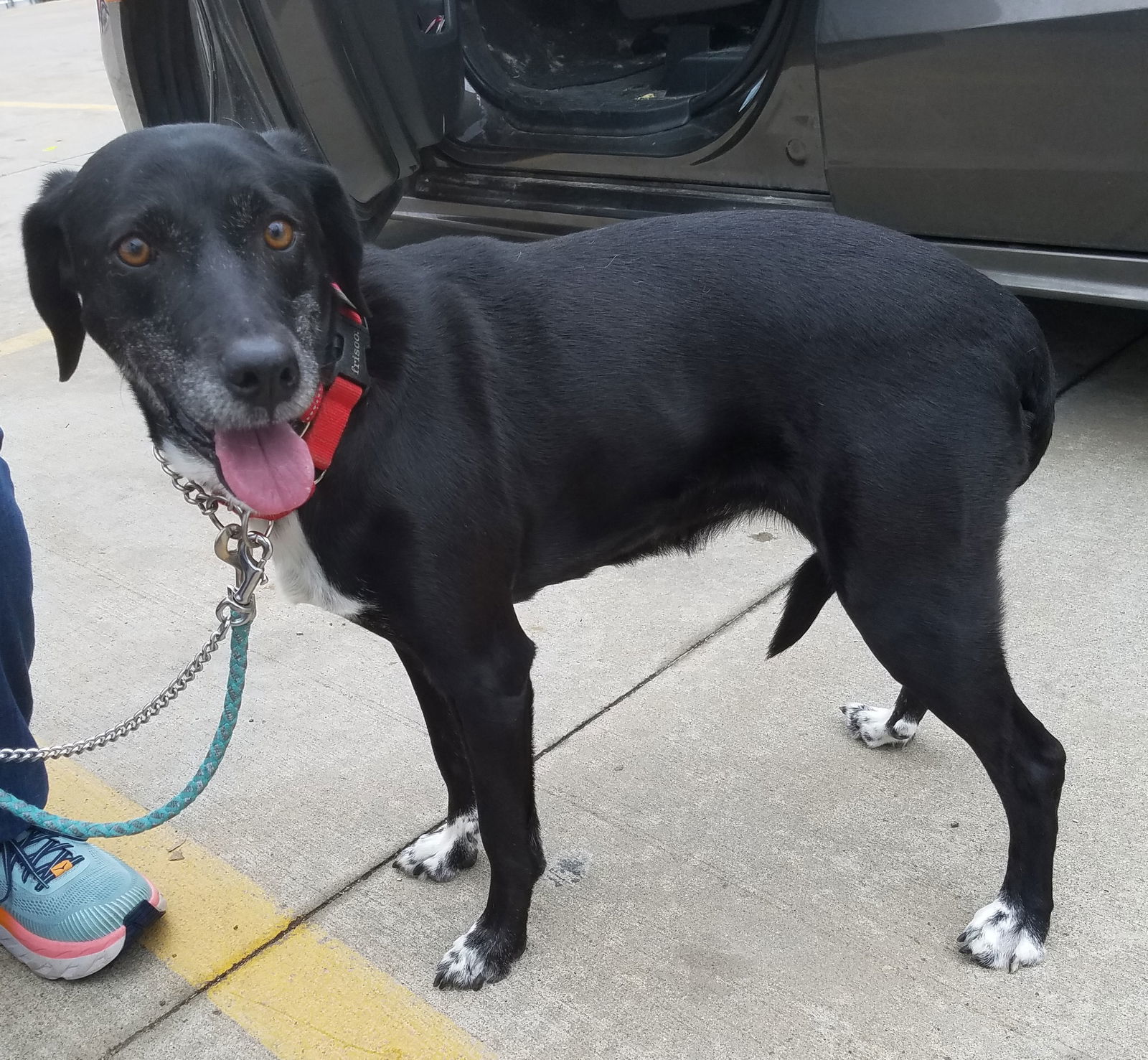 Venus, an adoptable Pointer, Great Pyrenees in Whitewright, TX, 75491 | Photo Image 1