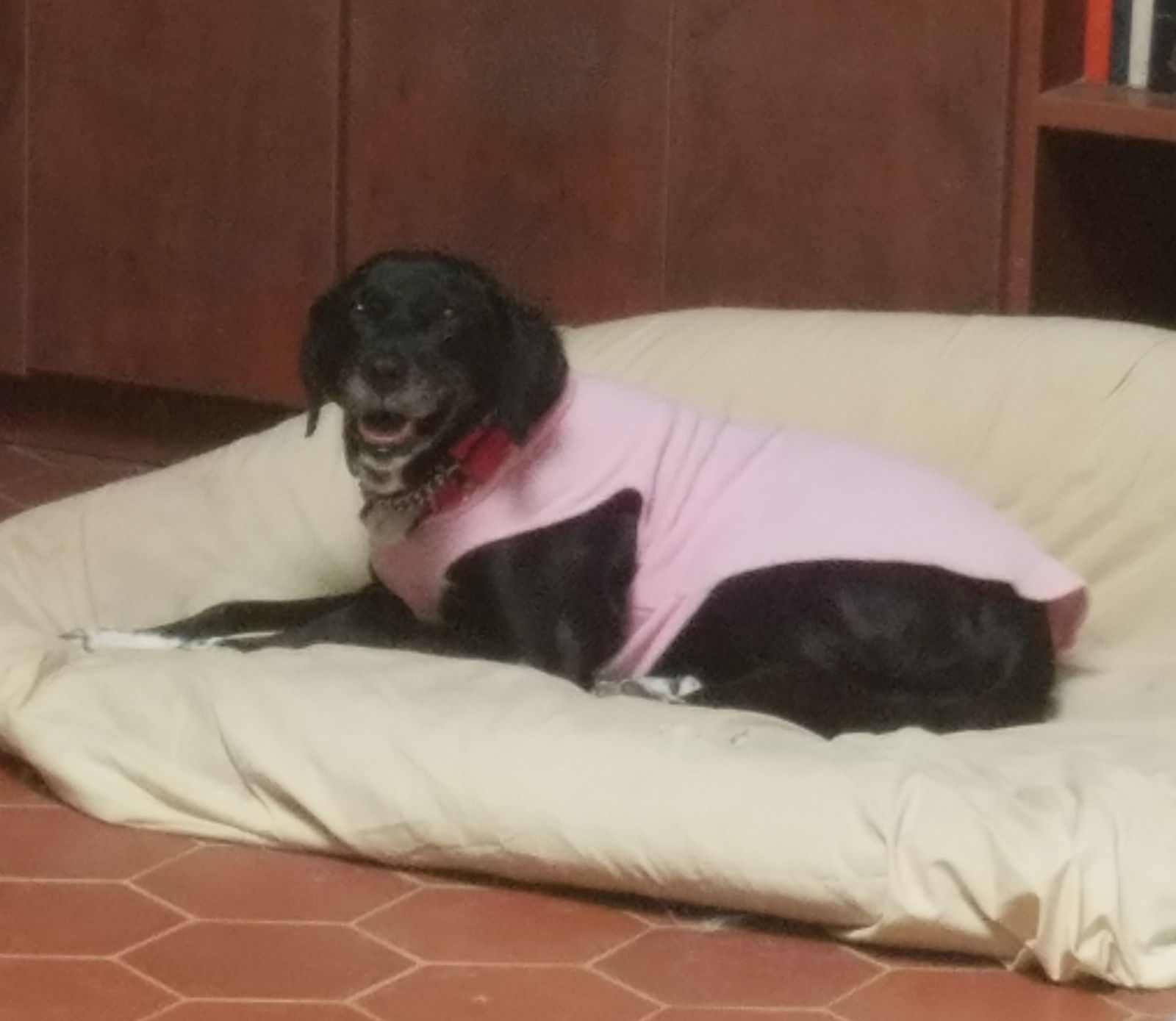 Venus, an adoptable Pointer, Great Pyrenees in Whitewright, TX, 75491 | Photo Image 2