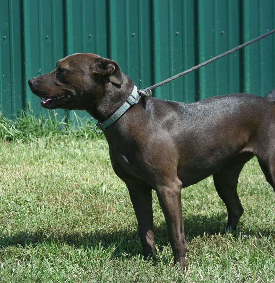 Cress, an adoptable Pit Bull Terrier in Lenexa, KS, 66215 | Photo Image 4