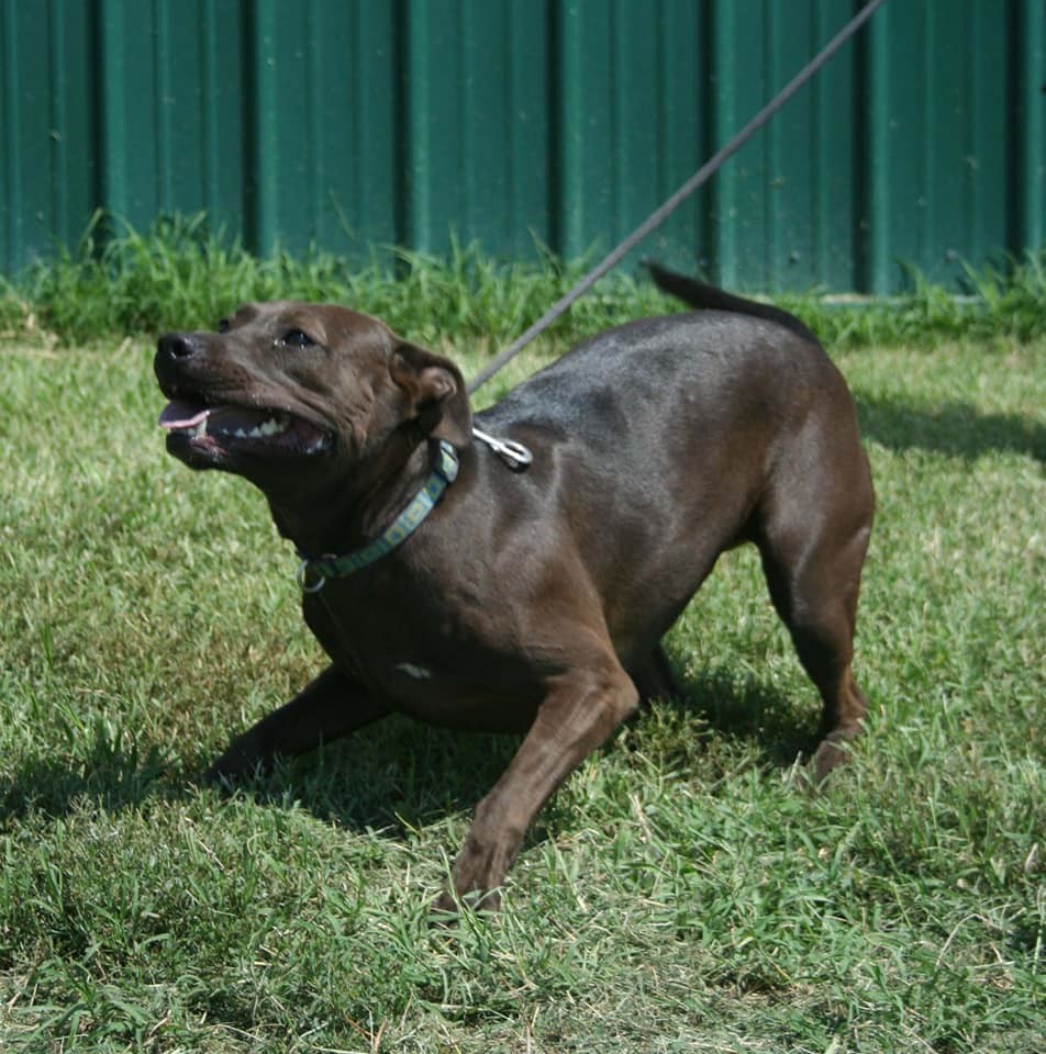 Cress, an adoptable Pit Bull Terrier in Lenexa, KS, 66215 | Photo Image 5