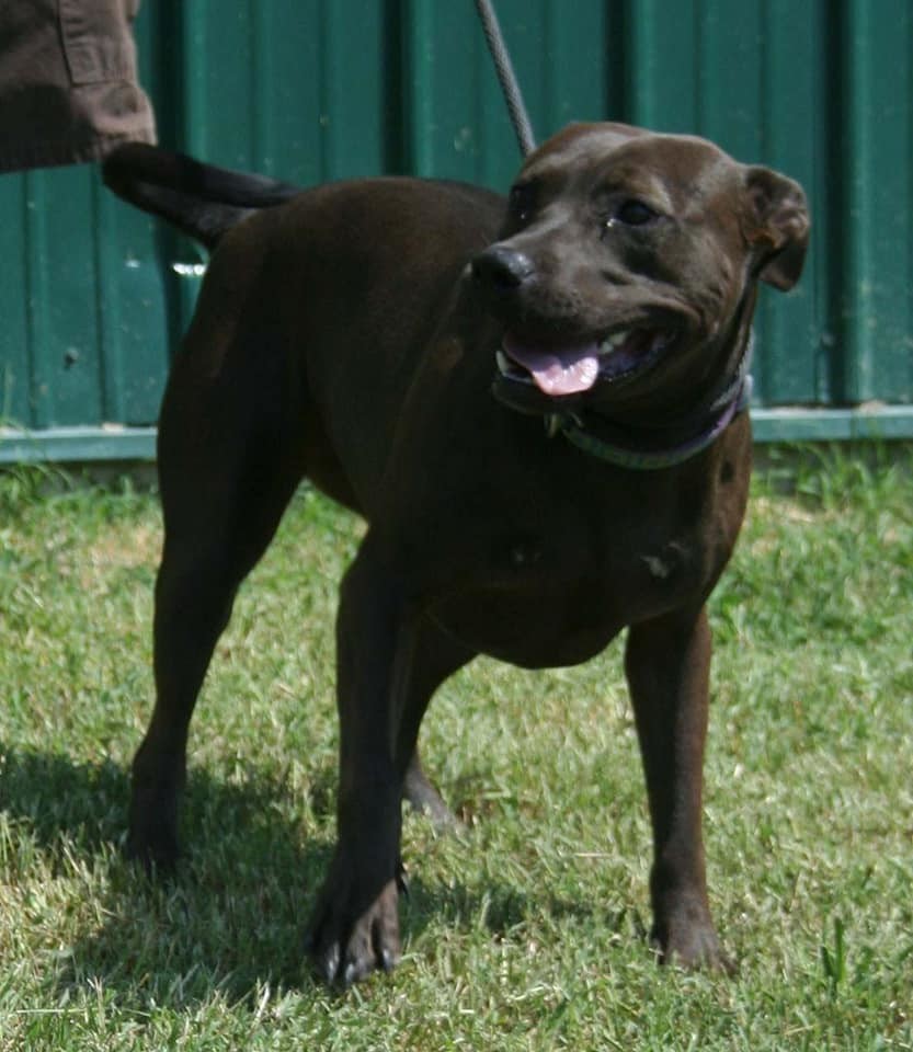 Cress, an adoptable Pit Bull Terrier in Lenexa, KS, 66215 | Photo Image 6