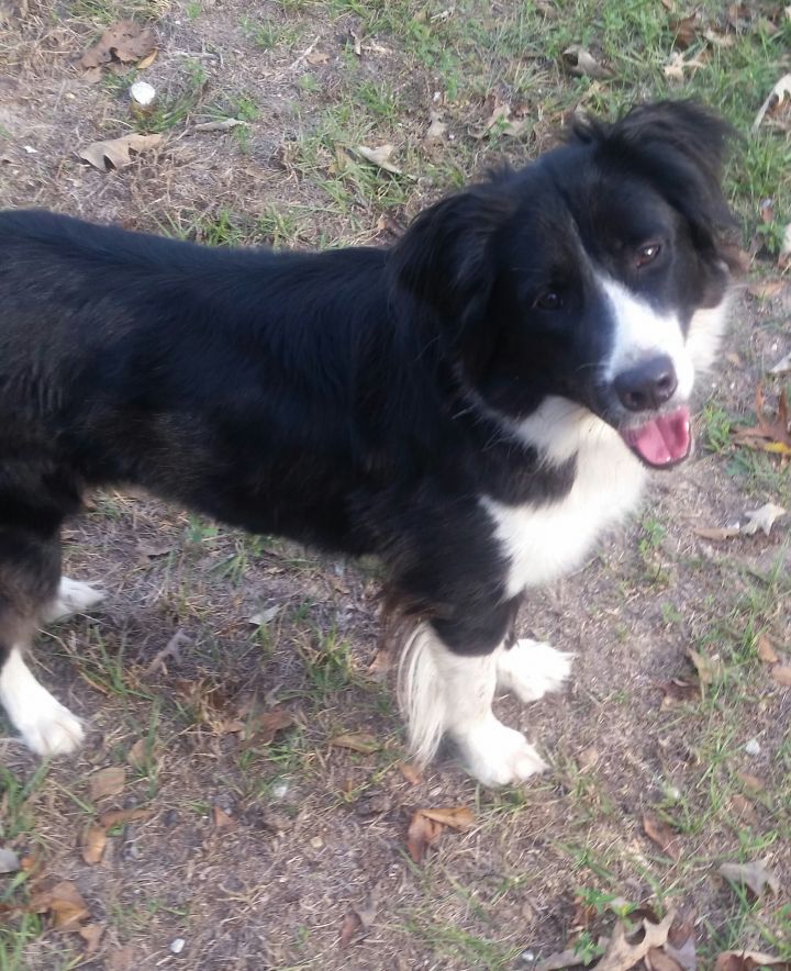 Australian shepherd border collie mix cheap for adoption