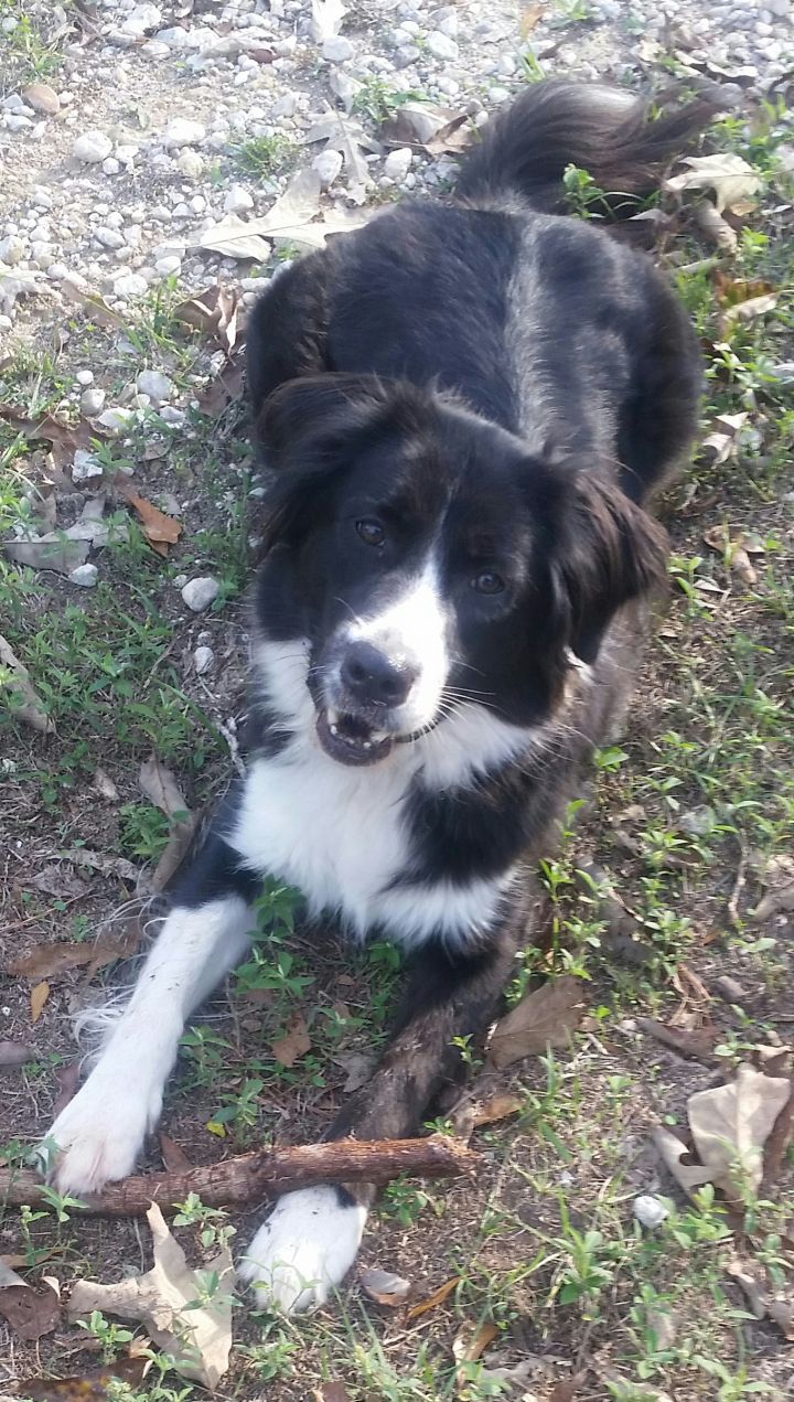 Australian shepherd border collie mix cheap for adoption