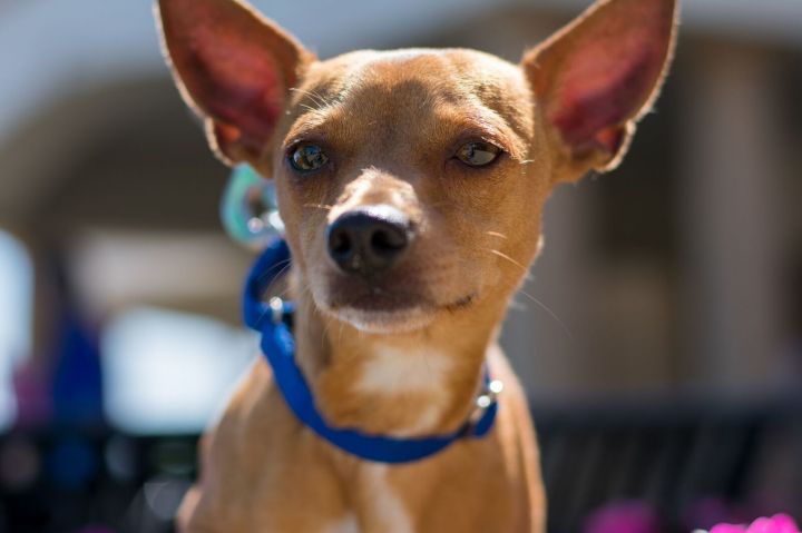 Atticus, an adopted Chihuahua Mix in Island Park, NY_image-1