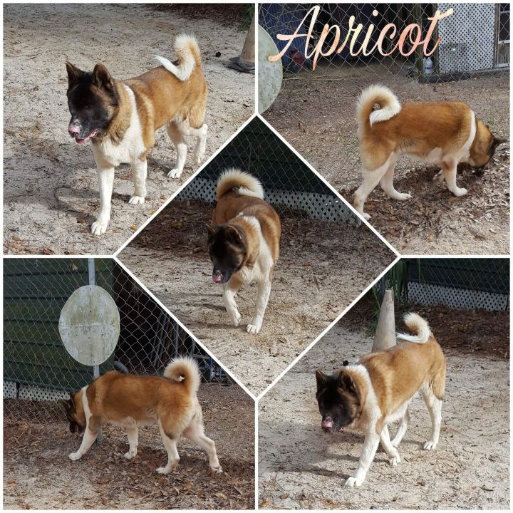 Apricot, an adoptable Akita in Jacksonville, FL_image-1