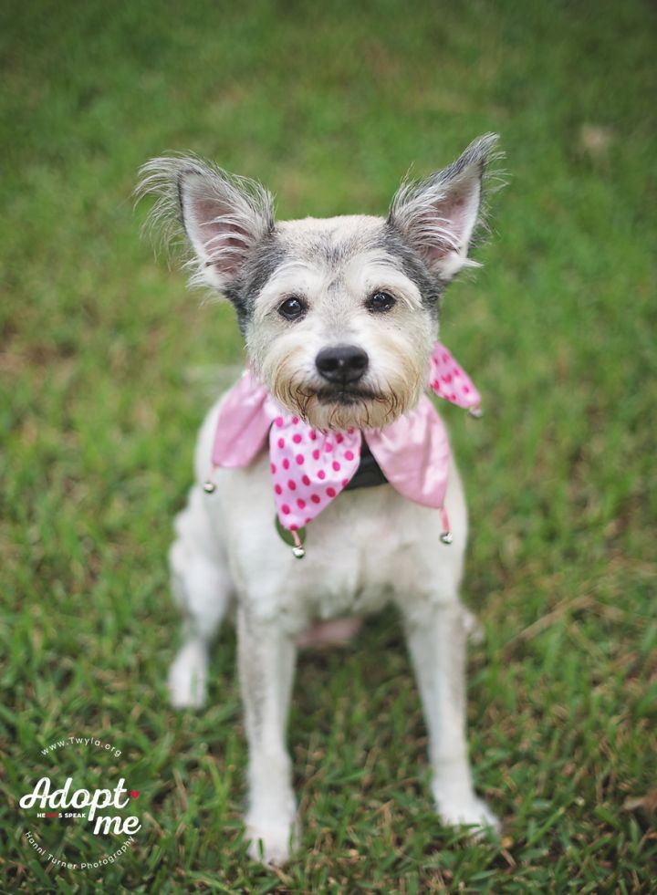 Sissy, an adopted Schnauzer & Terrier Mix in Kingwood, TX_image-3