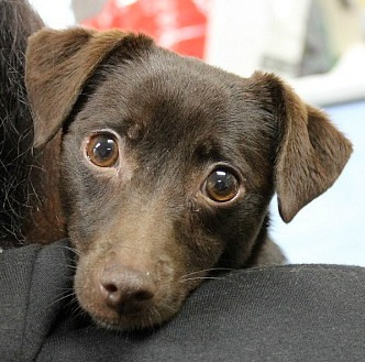 Willow Grey, an adopted Chihuahua Mix in Reston, VA_image-1