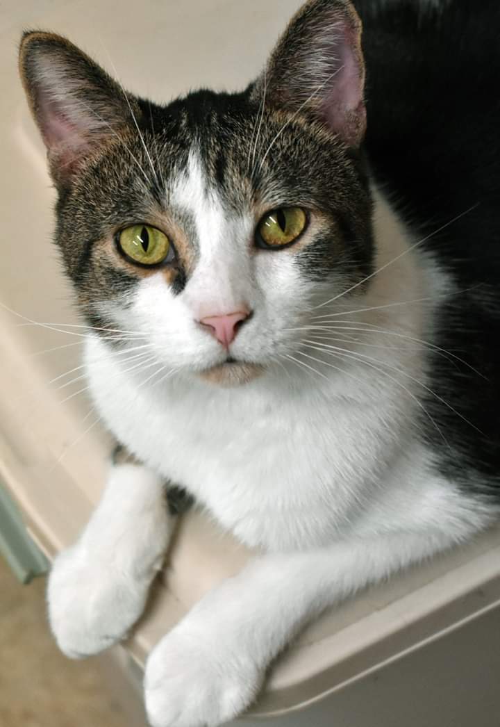 LB, an adoptable Tabby in Iroquois, IL, 60945 | Photo Image 1