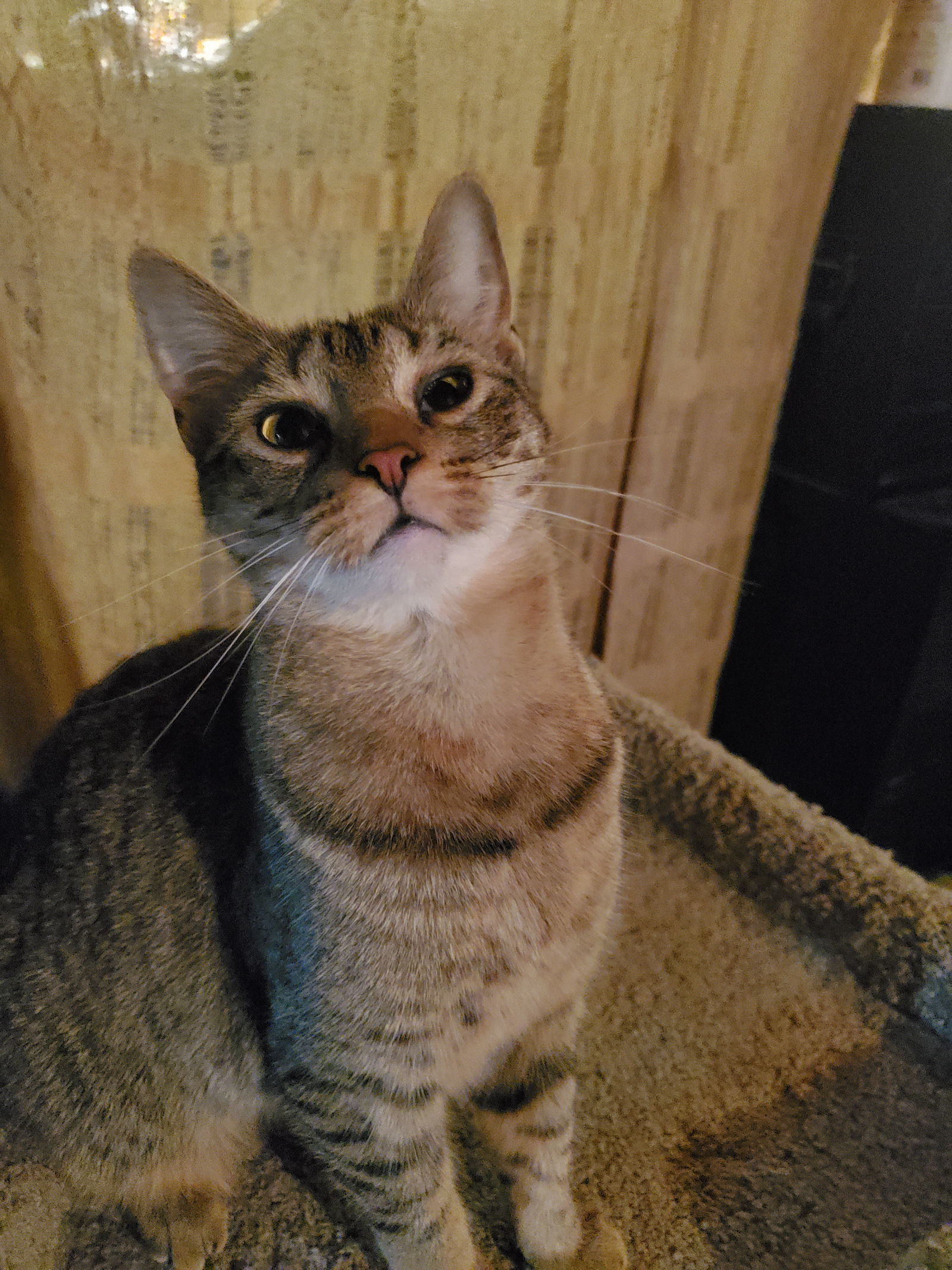 Popcorn-Courtesy Pos!, an adoptable Domestic Short Hair in Spring City, PA, 19475 | Photo Image 1