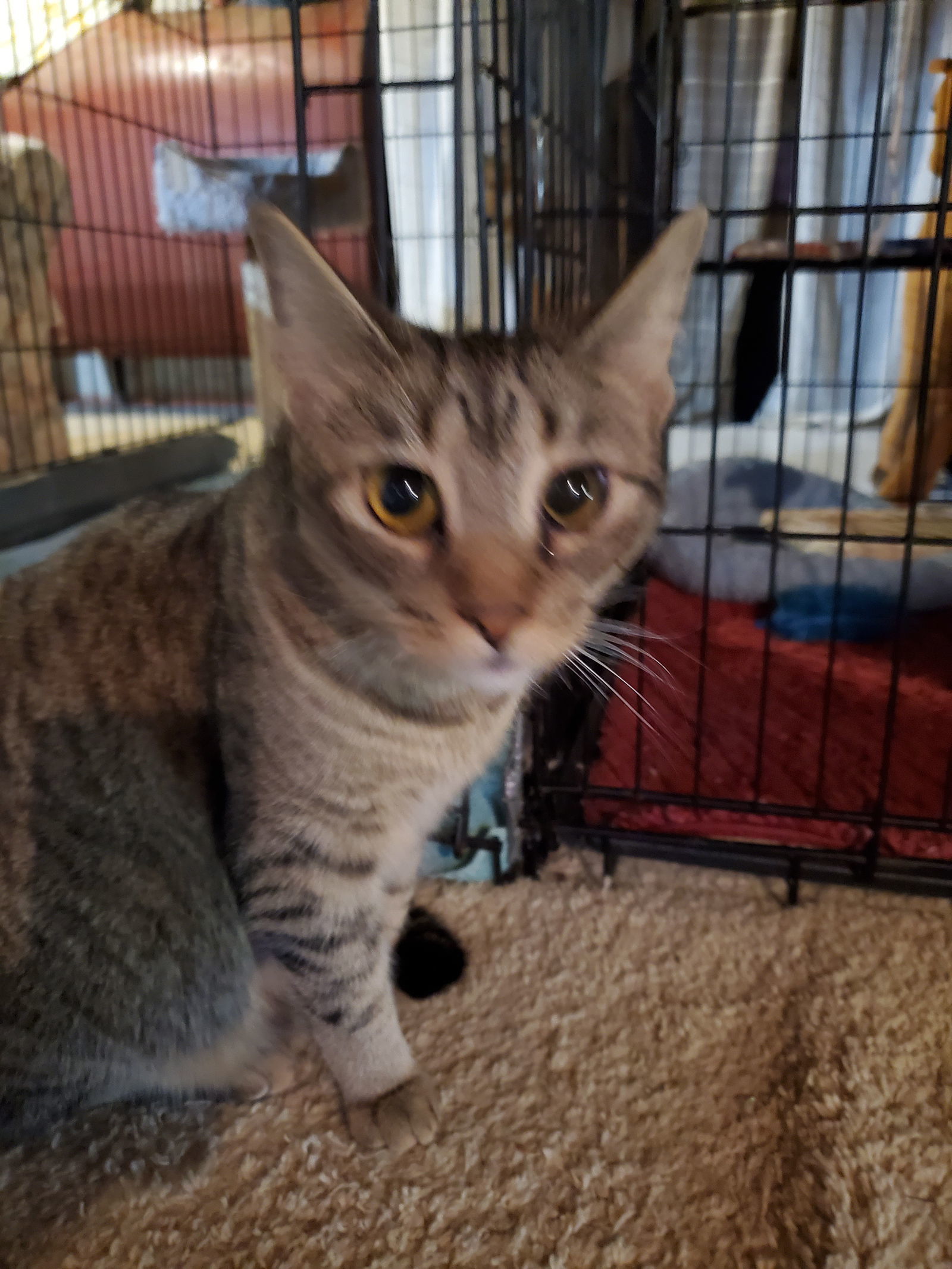Popcorn-Courtesy Pos!, an adoptable Domestic Short Hair in Spring City, PA, 19475 | Photo Image 2