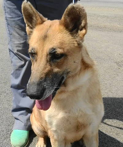 Louise, an adoptable German Shepherd Dog, Collie in Frankston, TX, 75763 | Photo Image 1