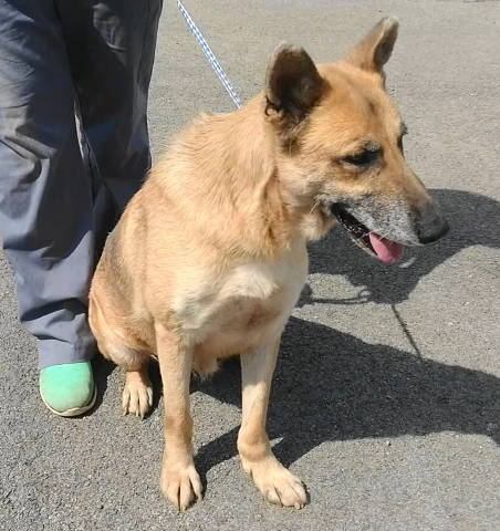 Louise, an adoptable German Shepherd Dog, Collie in Frankston, TX, 75763 | Photo Image 2