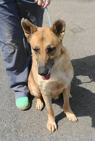 Louise, an adoptable German Shepherd Dog, Collie in Frankston, TX, 75763 | Photo Image 3
