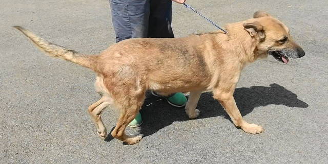 Louise, an adoptable German Shepherd Dog, Collie in Frankston, TX, 75763 | Photo Image 4