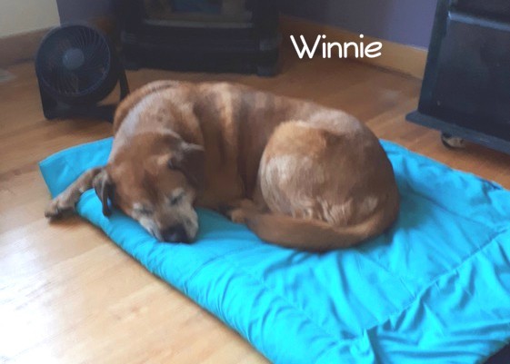 Winnie 3