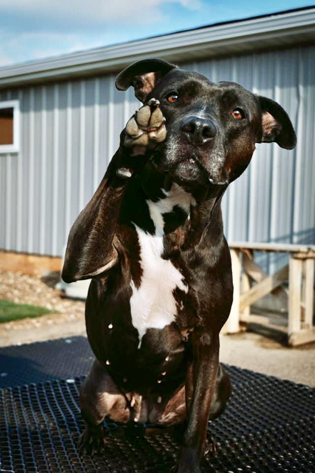 Kaia Carson, an adoptable Pit Bull Terrier in Cedar Rapids, IA, 52405 | Photo Image 1