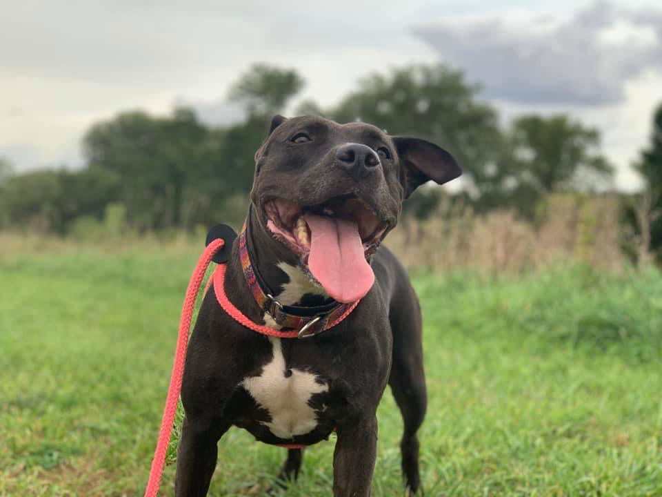 Kaia Carson, an adoptable Pit Bull Terrier in Cedar Rapids, IA, 52405 | Photo Image 3