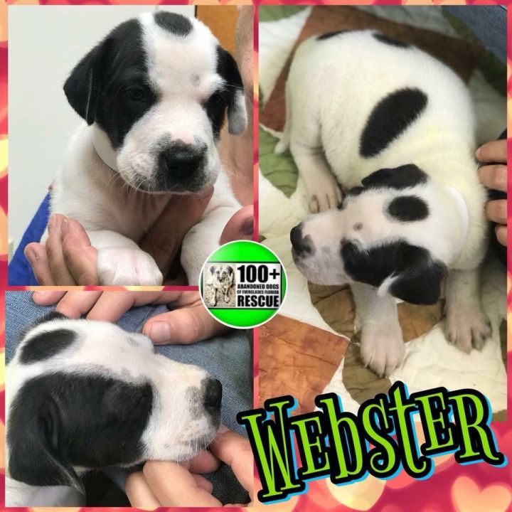Webster 1