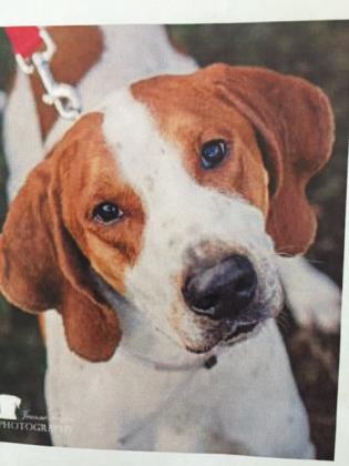 Hunter, an adoptable Treeing Walker Coonhound in Hollywood, SC, 29449 | Photo Image 1