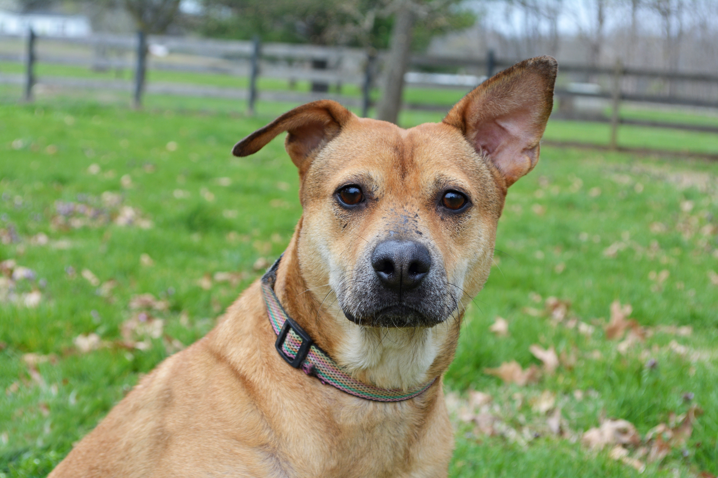 Dita, an adoptable Australian Shepherd, Labrador Retriever in Gallatin, TN, 37066 | Photo Image 3