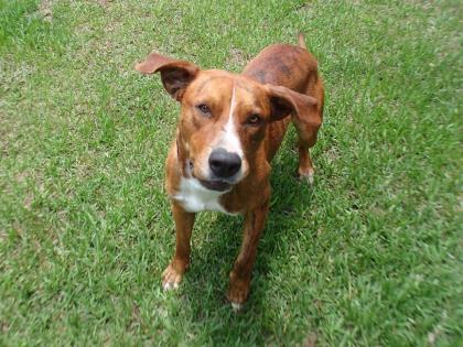 Rusty, an adoptable Hound in Hollywood, SC, 29449 | Photo Image 2