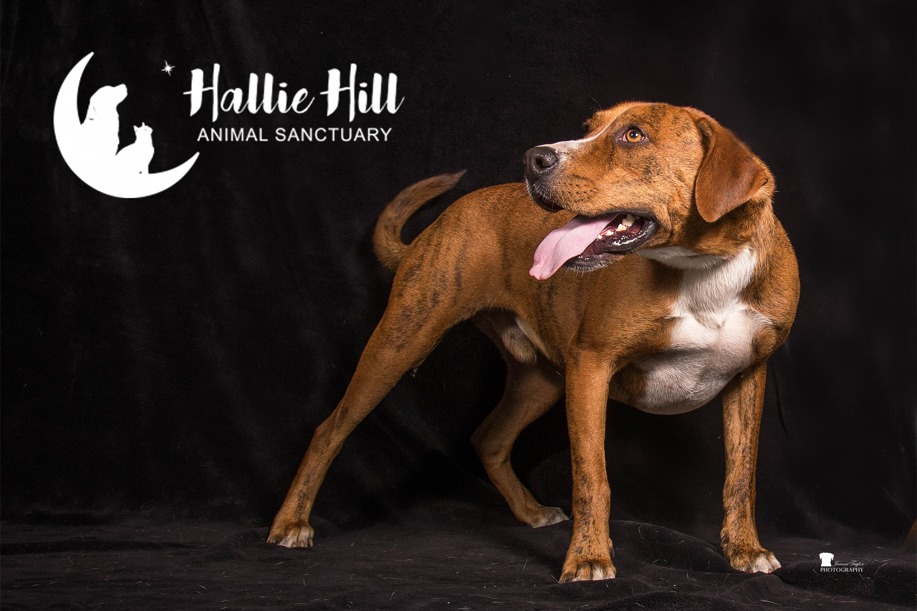 Rusty, an adoptable Hound in Hollywood, SC, 29449 | Photo Image 3