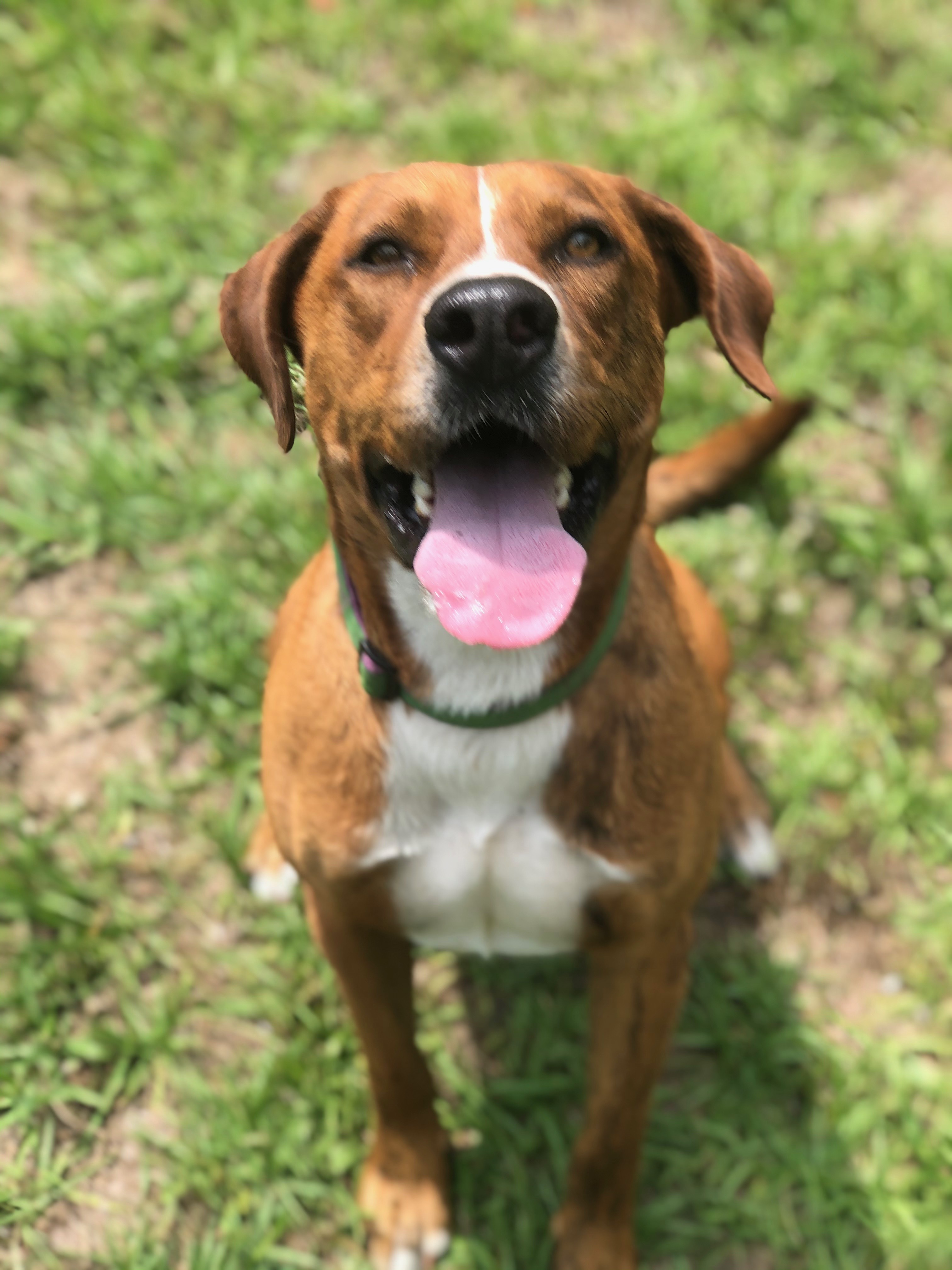 Rusty, an adoptable Hound in Hollywood, SC, 29449 | Photo Image 4