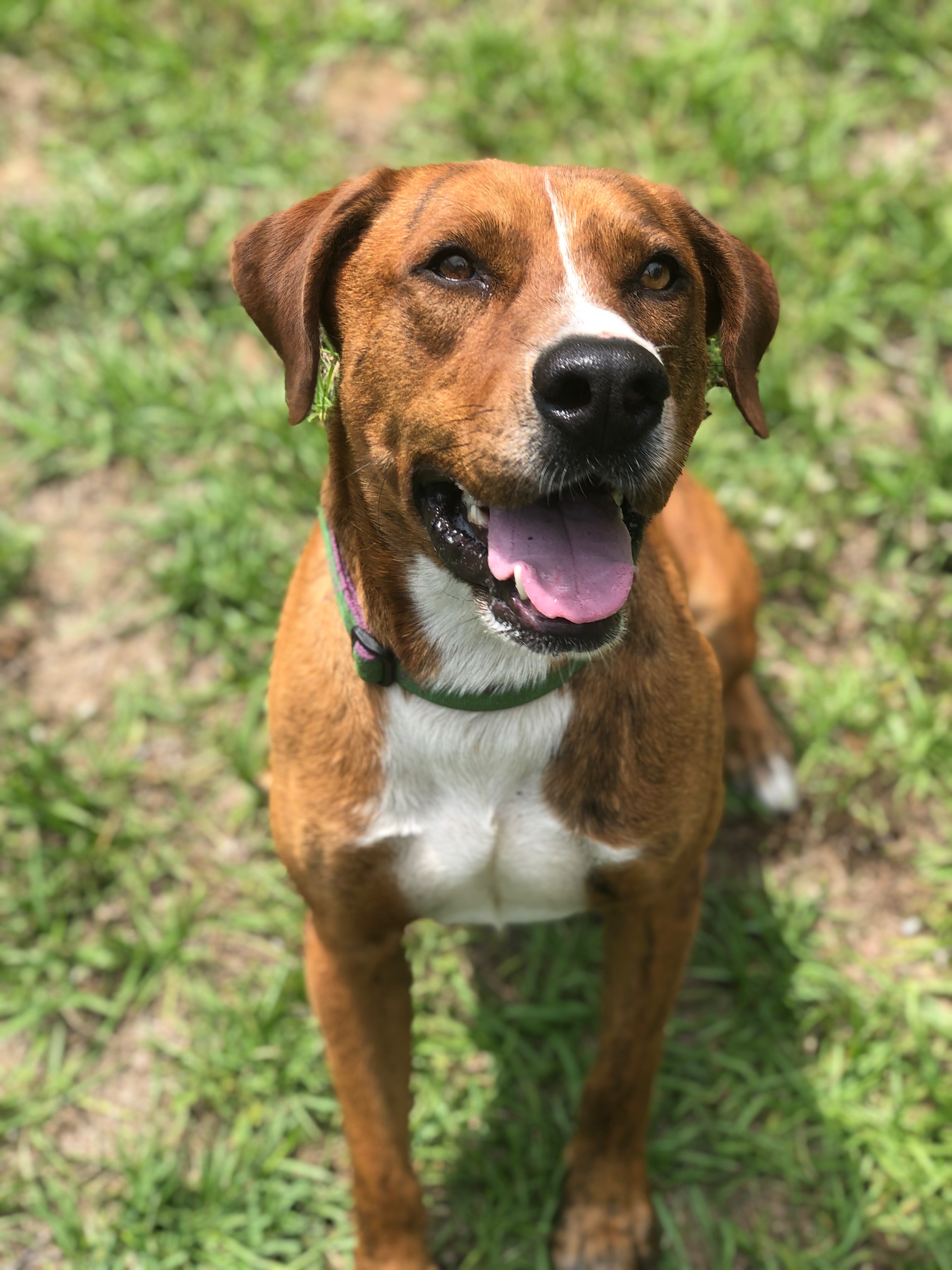 Rusty, an adoptable Hound in Hollywood, SC, 29449 | Photo Image 5
