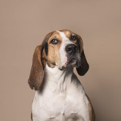 Stewie, an adoptable Hound in Hollywood, SC, 29449 | Photo Image 3