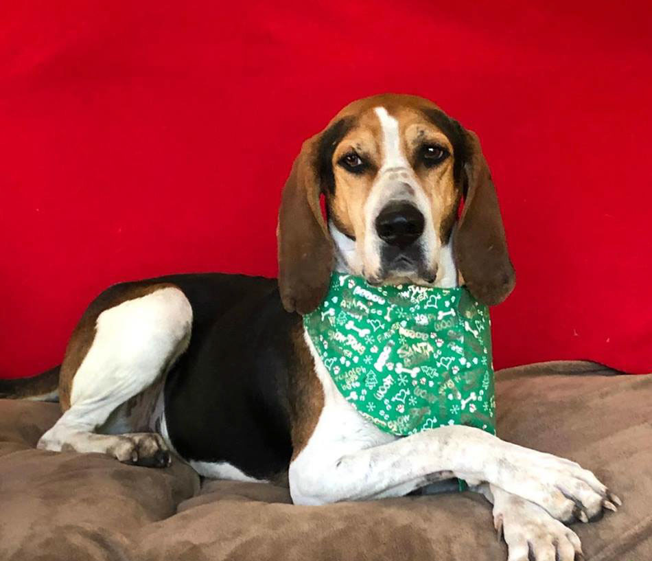 Stewie, an adoptable Hound in Hollywood, SC, 29449 | Photo Image 1