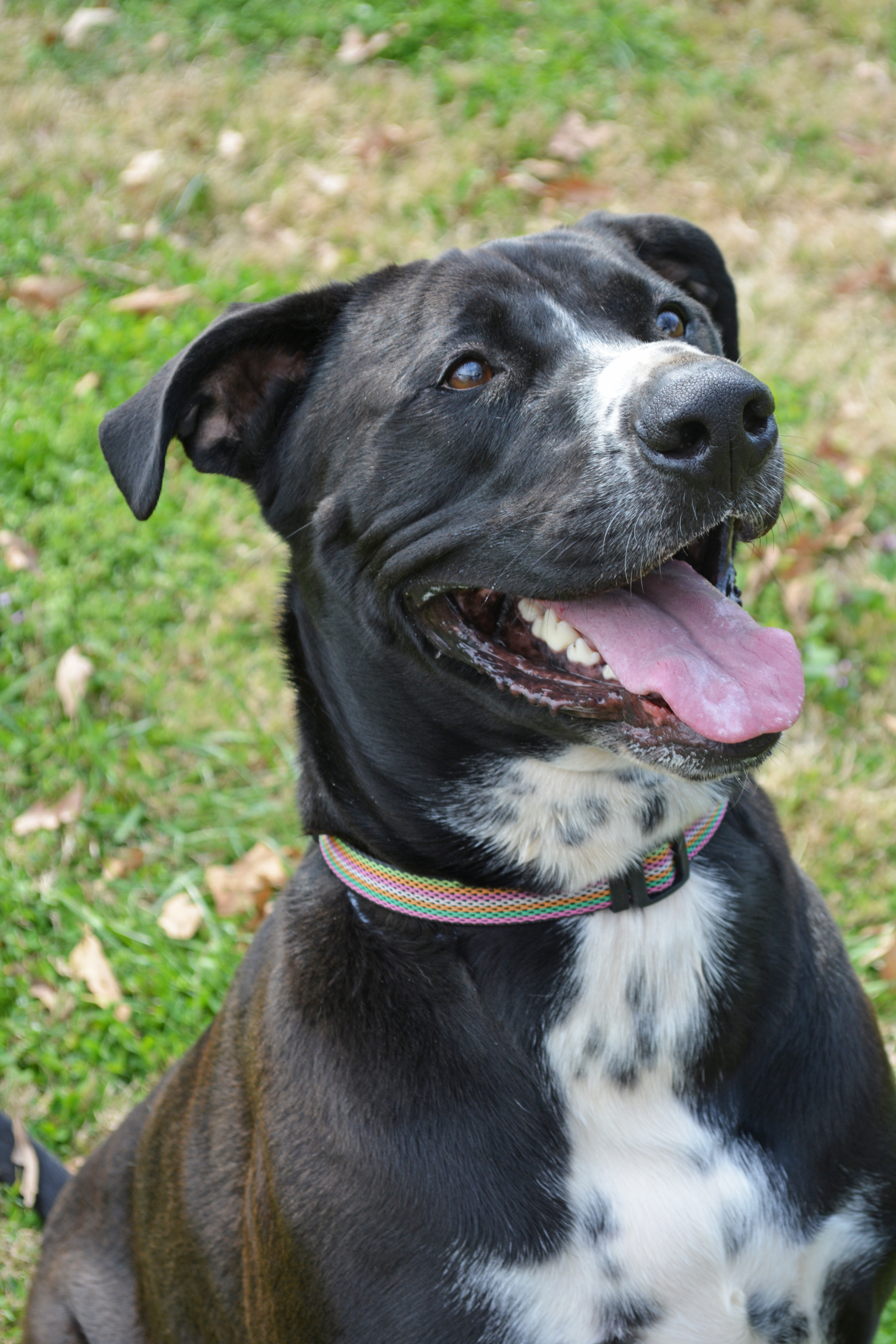 Soda, an adoptable Black Labrador Retriever in Gallatin, TN, 37066 | Photo Image 2