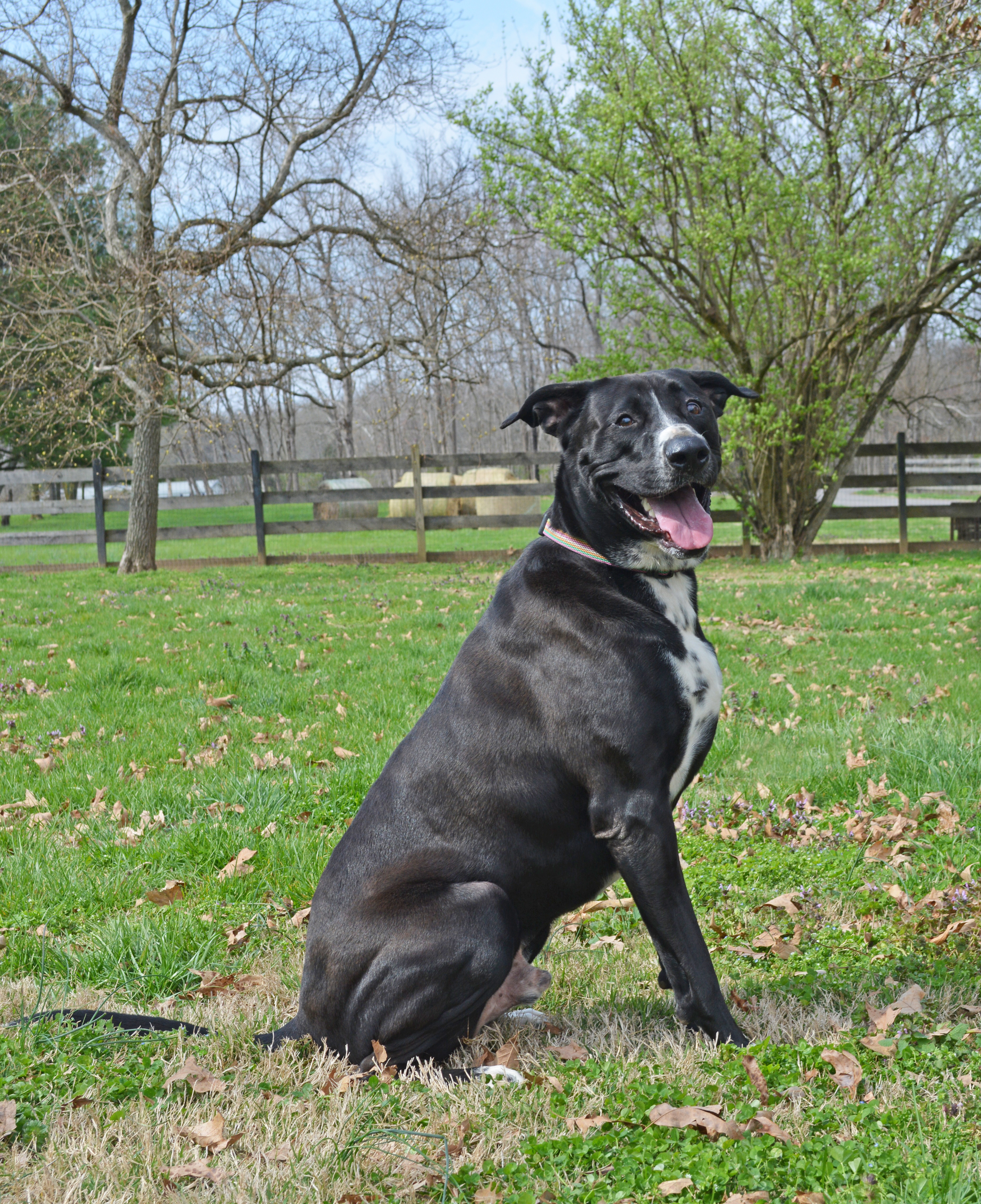 Soda, an adoptable Black Labrador Retriever in Gallatin, TN, 37066 | Photo Image 1
