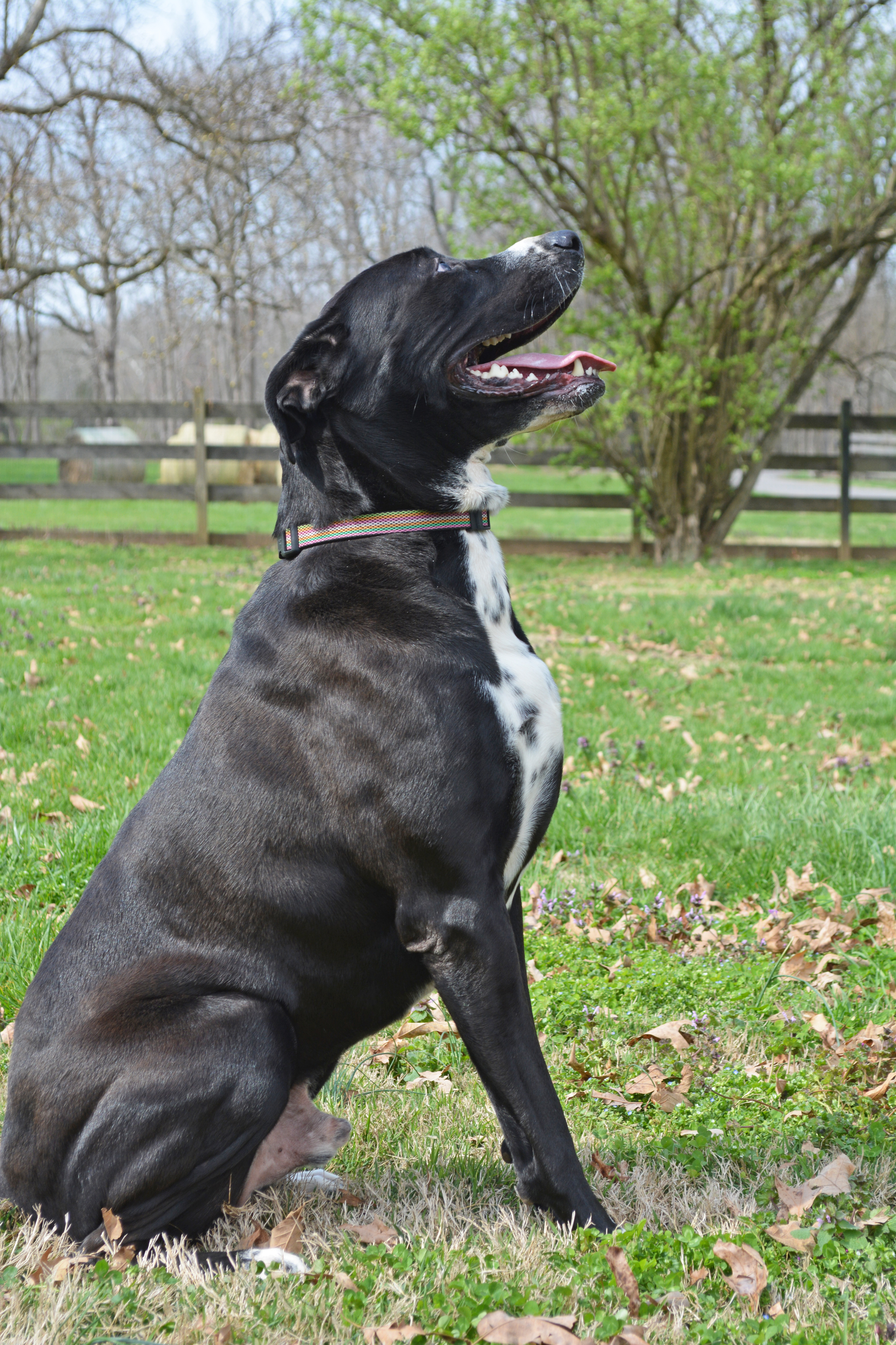 Soda, an adoptable Black Labrador Retriever in Gallatin, TN, 37066 | Photo Image 3