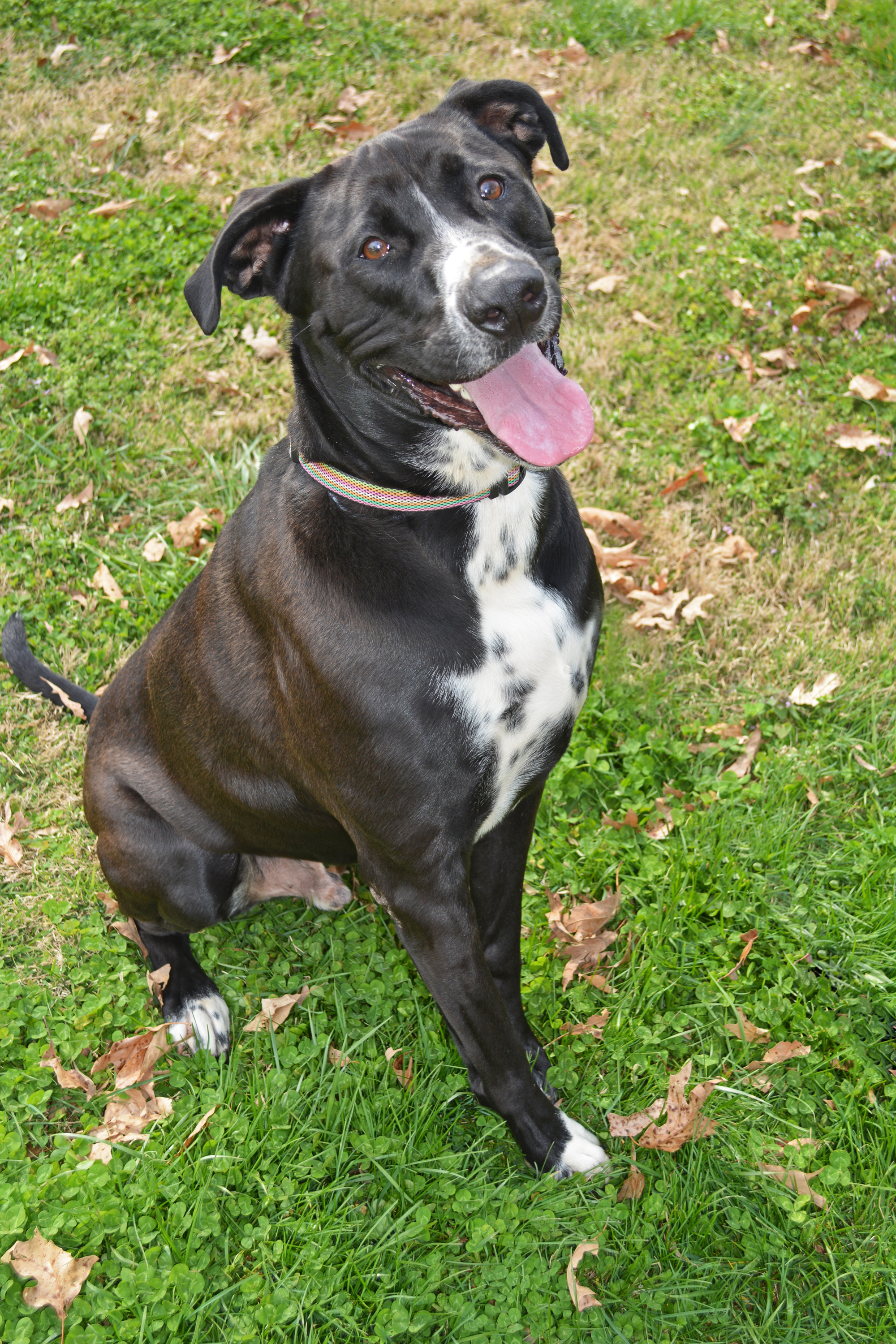 Soda, an adoptable Black Labrador Retriever in Gallatin, TN, 37066 | Photo Image 4