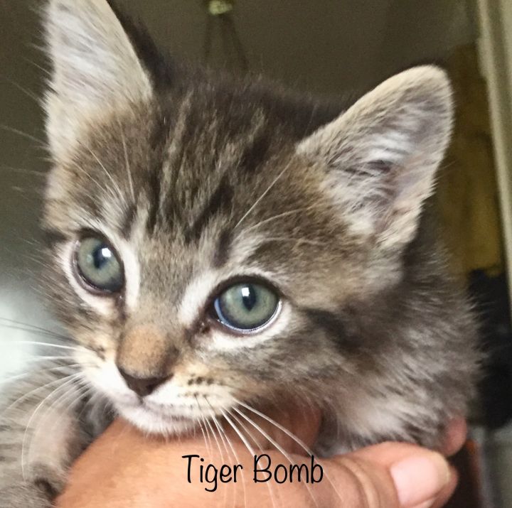 Tiger Bomb 1